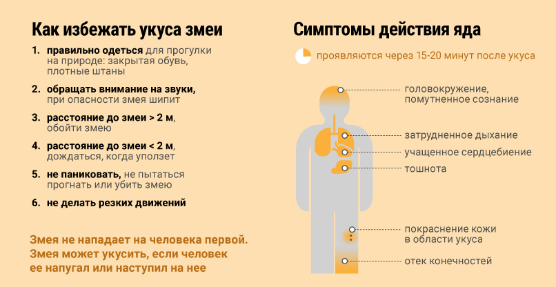 Как уберечься от укуса змей?.